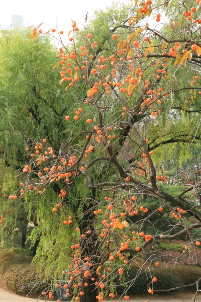 Olympic Park Persimmon tree in Autumn